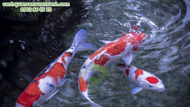 Cá thuần Nhật Bản sẽ có màu đỏ tươi