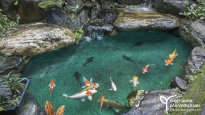nuoi ca koi ho xi mang 1