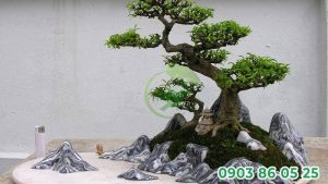 bonsai-dat-trong-nha