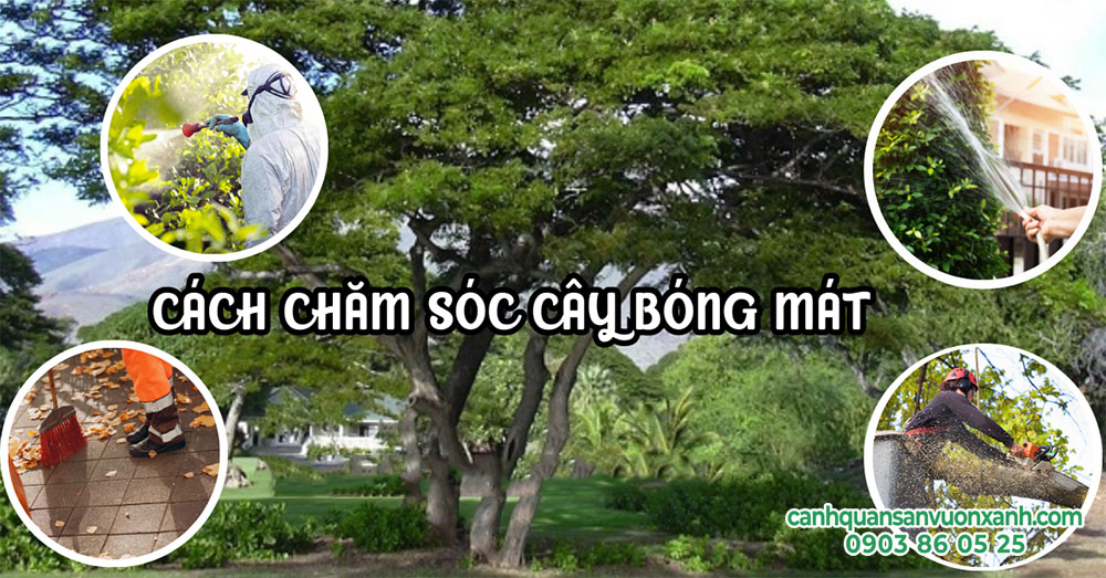cach-cham-soc-cay-bong-mat-1