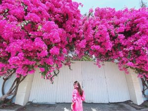 Cây hoa giấy