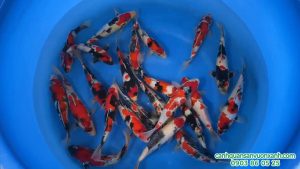cach phan biet Koi Tategoi va Tateshita 1